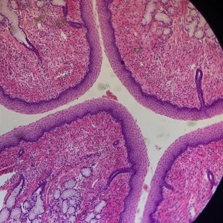 Histologie von SkillMed 🔬🧬
