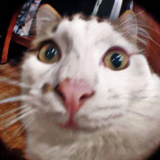 ZMURA | Cat Seryozhka