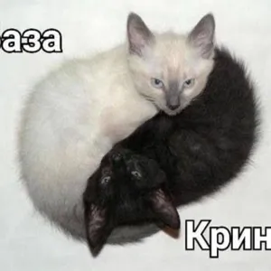 Hang ổ của Asper