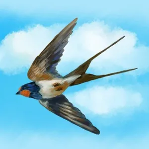 Schwalben Nachrichten