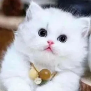 Cutes Pussys - Hübsche Mädchen