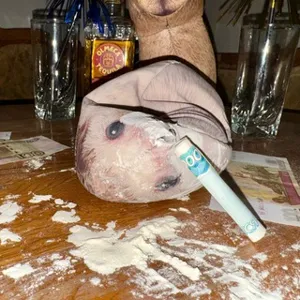 Profimatika. Trò chuyện Toán cao cấp