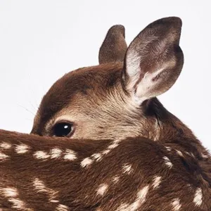 악몽 속의 앨리스🦌☕️