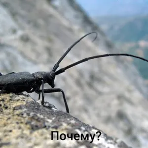 pvkovr (16+) /semi-rest/