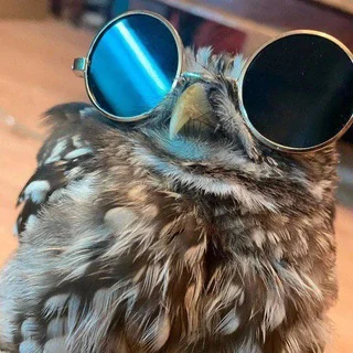 Owl Yan | ART | Eule