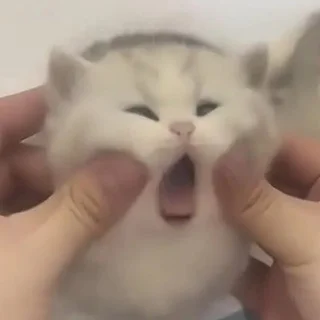 Images d'Animaux Drôles