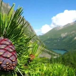 Кедровый лес 🌲