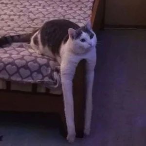 Nội Dung Chất Lượng Thấp