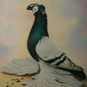 乌兹别克斯坦12区鸽友会