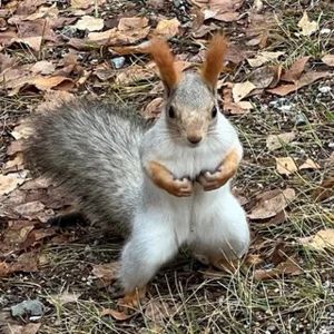 Akademgorodok Voters Club