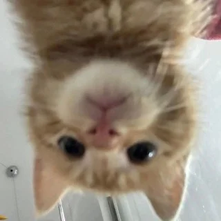 Rechte Garnison - Chat