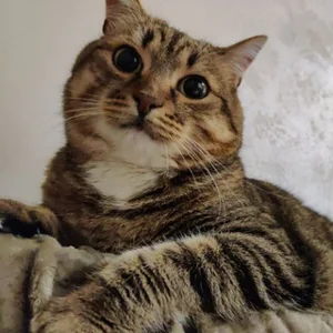 G-Point, 채팅, 커뮤니케이션, 데이팅