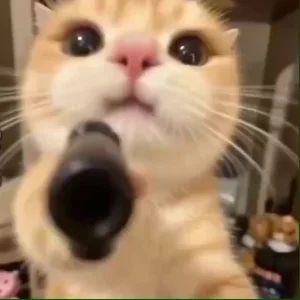 Leo's Chat Space 😄