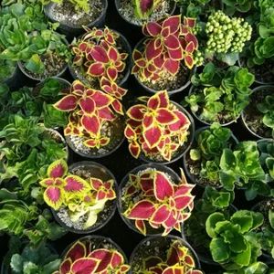 Cửa hàng Hoa Limonium