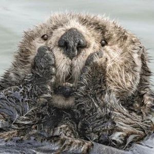 llm security and sea otters