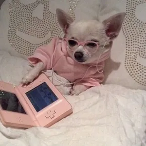 Animaux débiles et citations d’amour