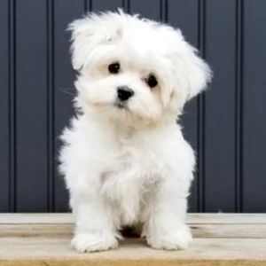 Vidéos Mignonnes et Drôles 🥰