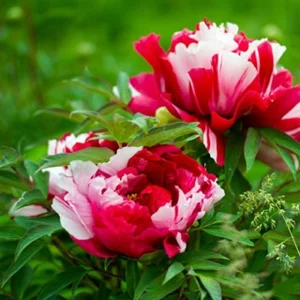 Vườn của chúng tôi