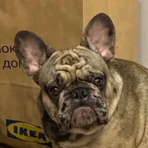 Shark's Den Chat 🦈