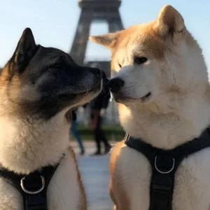 Akita Inu Chat 🇷🇺