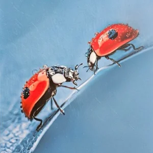 Baginya Org Chat Comments