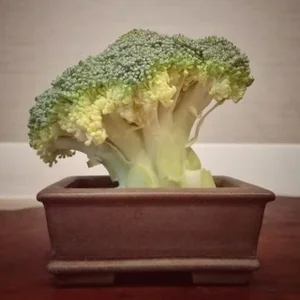 Bonsai Italy 🌳🇮🇹