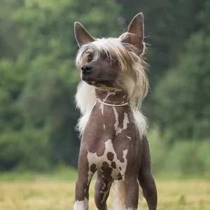 차이니즈 크레스티드