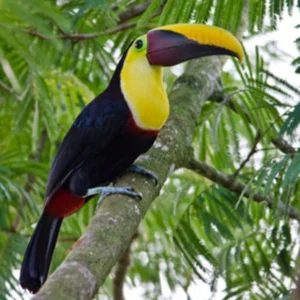 Costa-Rica 🇨🇷 Expats