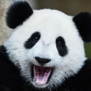 IT163 (サマラ + トリアッティ)