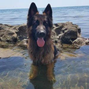 M4 Don Road to the Sea