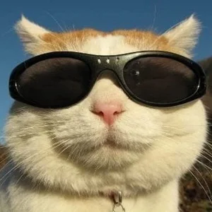 Mutual Subs & Reactions