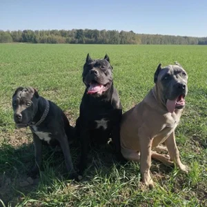 Trò chuyện Cane Corso 🇷🇺