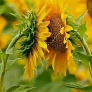 ❀ポジティブ❀な❀存在❀