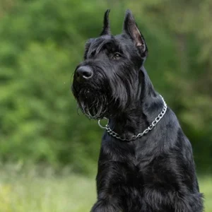 Schnauzer Zwergschnauzer und andere